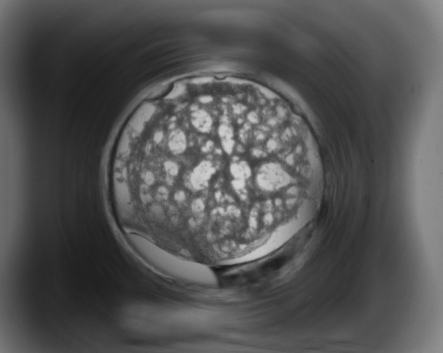 X0000087531483200705251649