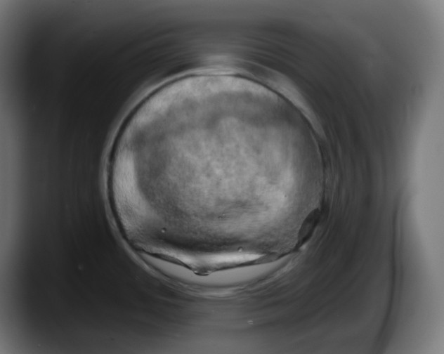 X0000087531484200705251649