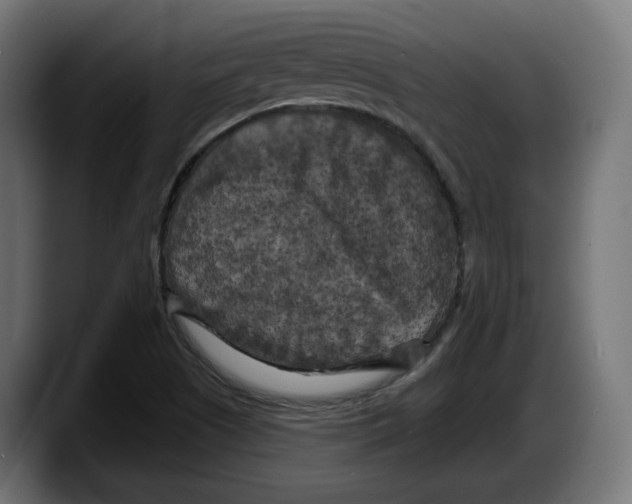 X0000087531505200705251649