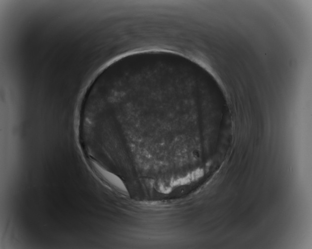 X0000087531508200705251649