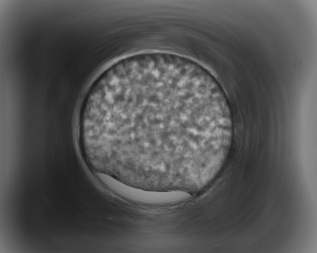 X0000087531523200705251649