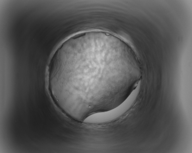 X0000087531524200705251649