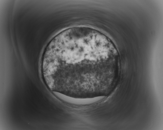 X0000087531525200705251649
