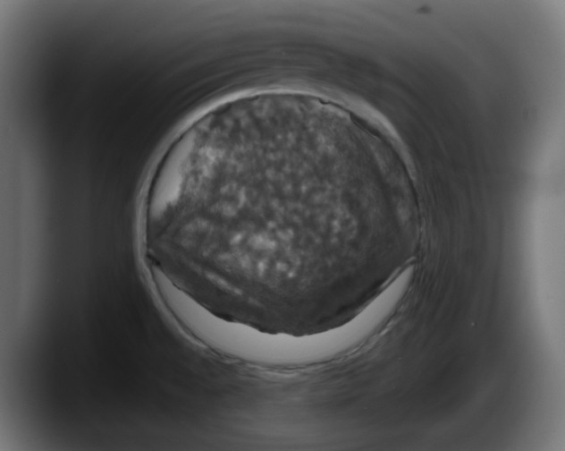 X0000087531528200705251649