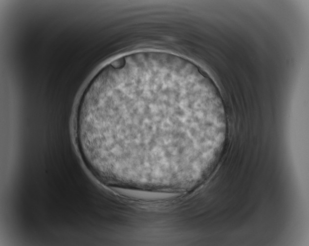 X0000087531531200705251649