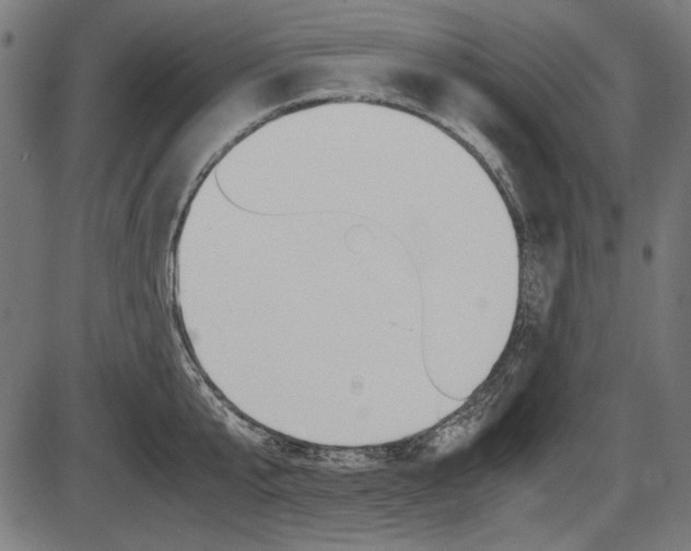 X0000087540807200704270922