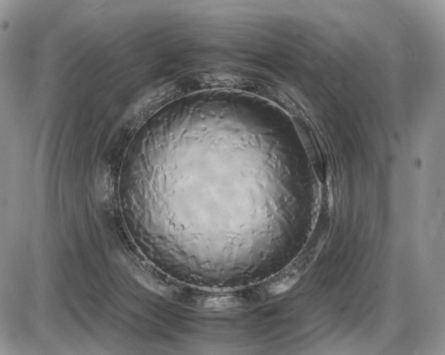 X0000087540173200704271241