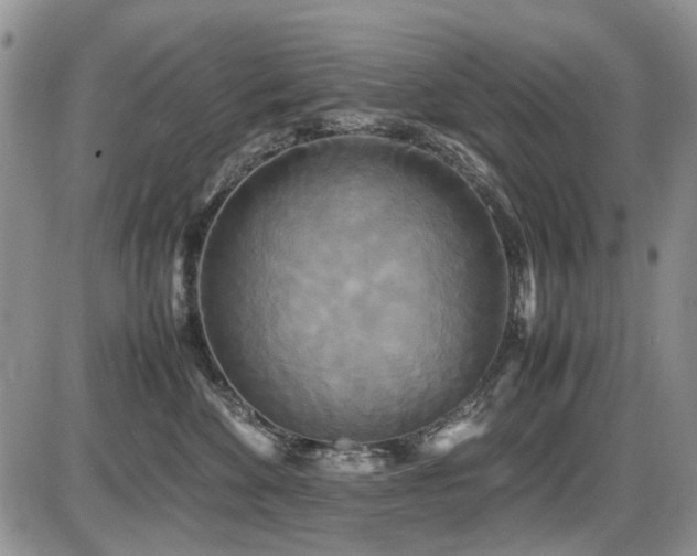 X0000087540524200704271235
