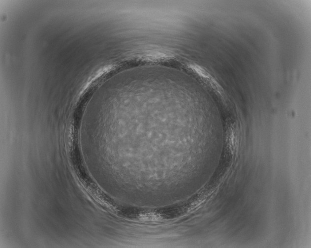 X0000087540591200704271234