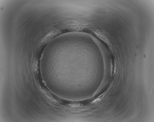 X0000087540693200704271232