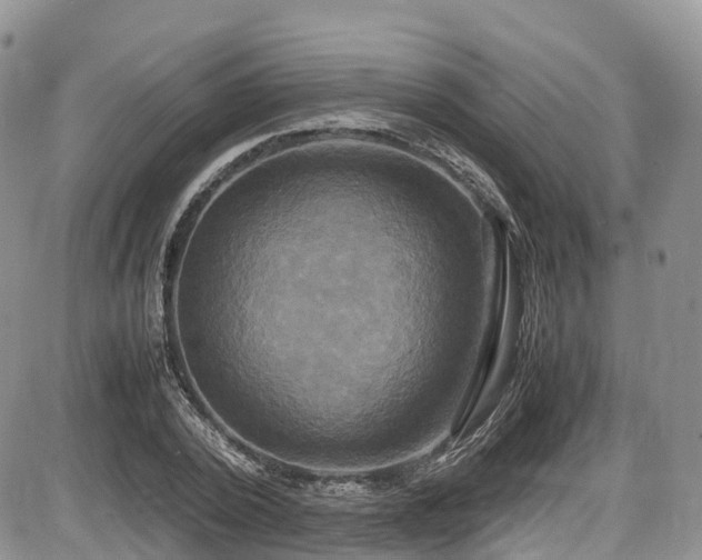 X0000087540784200704271231