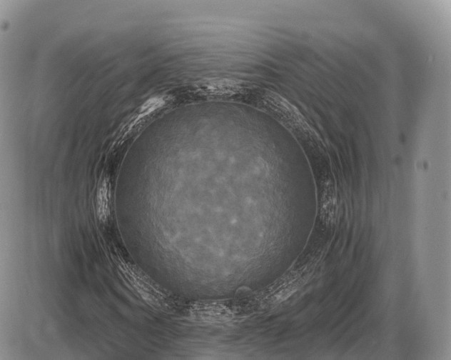 X0000087540866200704271229