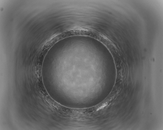 X0000087540870200704271229