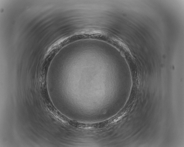X0000087540920200704271228