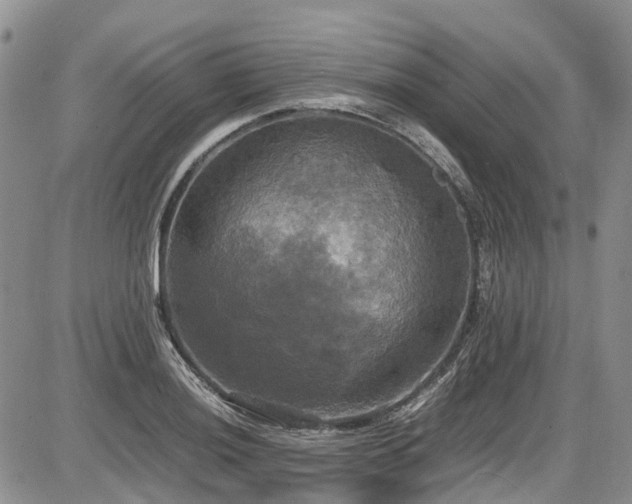 X0000087541036200704271227