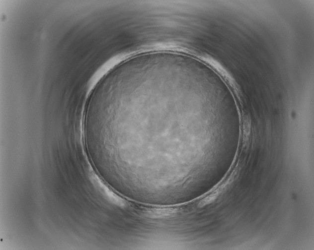 X0000087541294200704271222