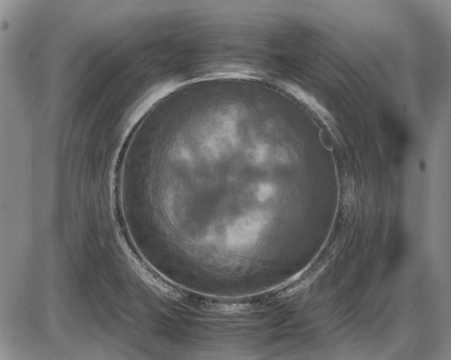 X0000087541423200704271221