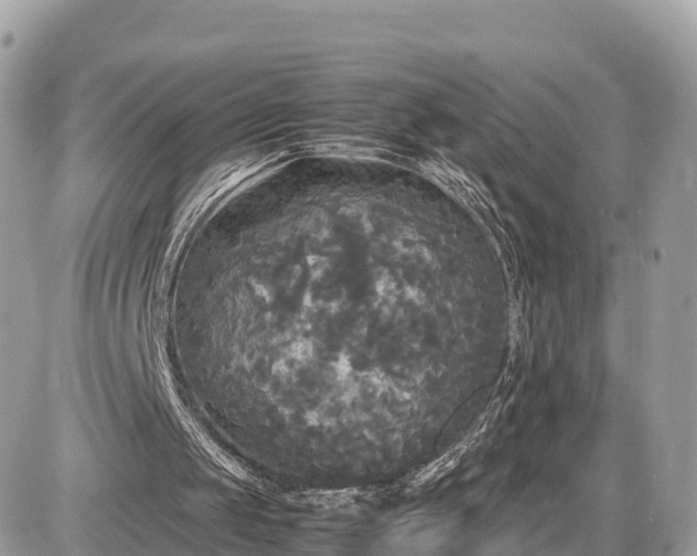 X0000087540049200705041313
