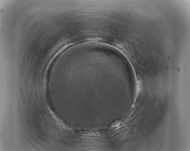 X0000087540243200705041310