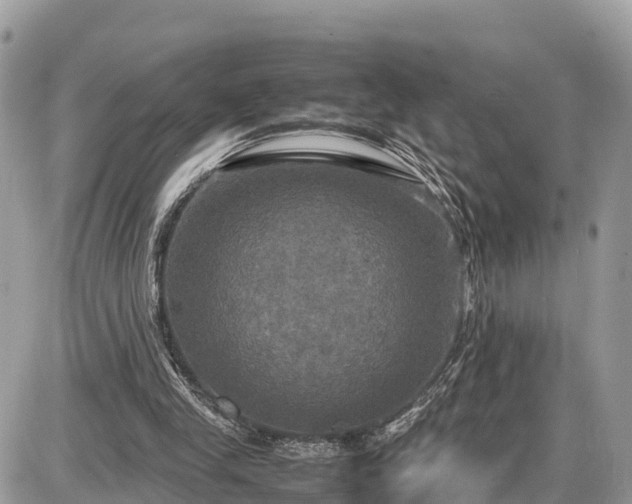 X0000087540245200705041310
