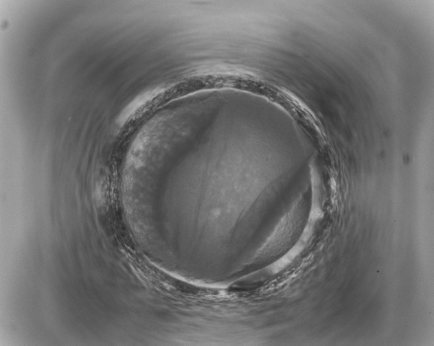 X0000087540775200705041302