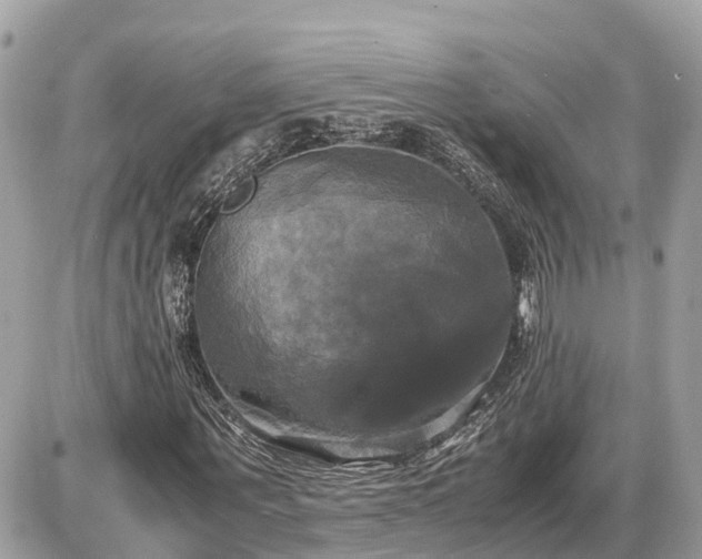 X0000087540867200705041300