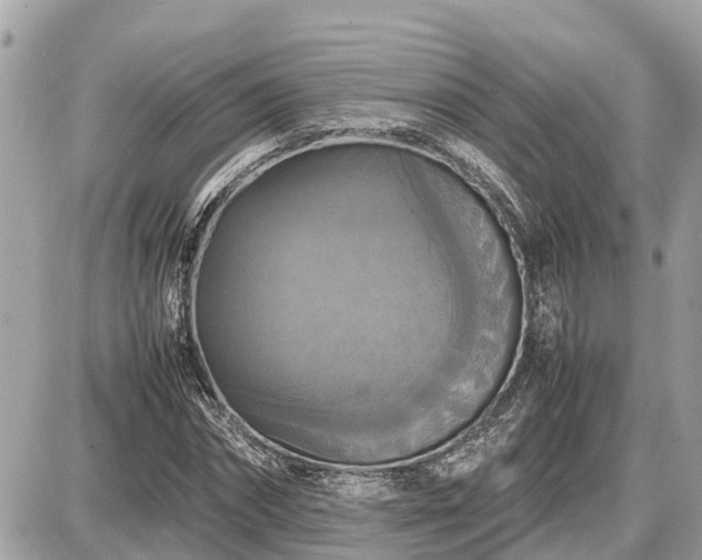 X0000087540874200705041300
