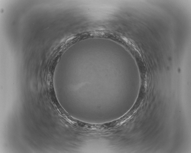X0000087541445200705041251