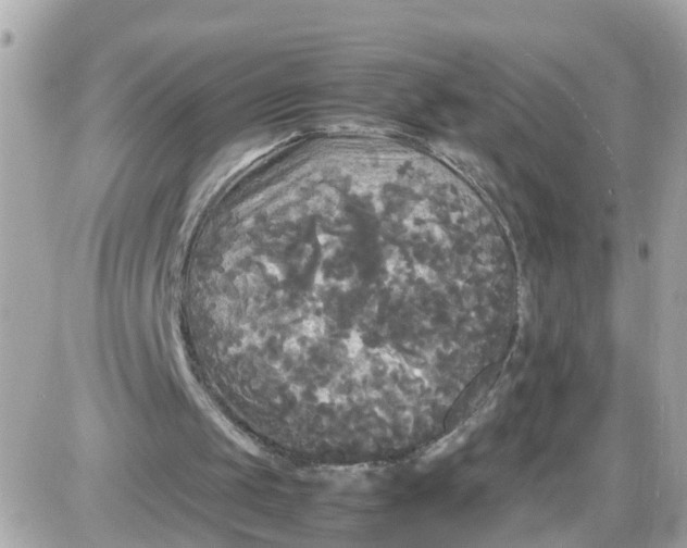 X0000087540049200705112106