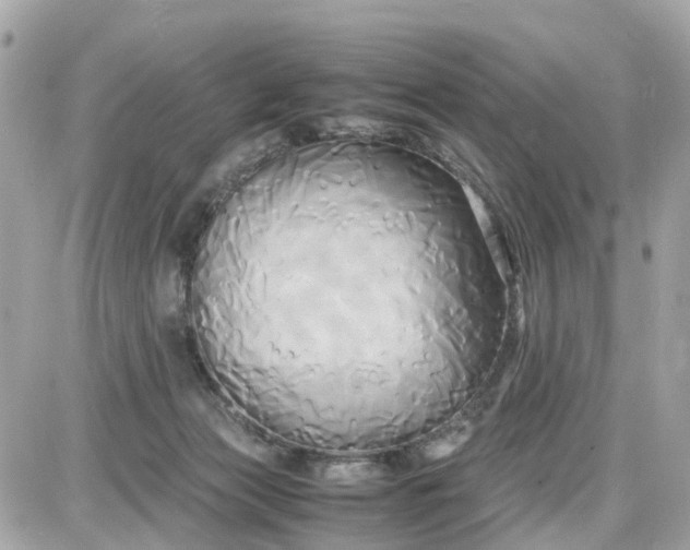 X0000087540173200705112105