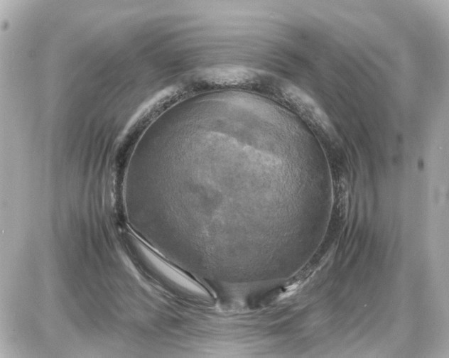 X0000087540400200705112101