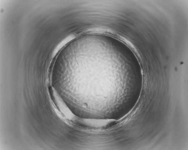 X0000087541042200705112051