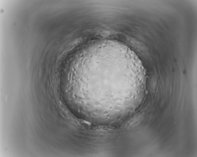 X0000087541105200705112049