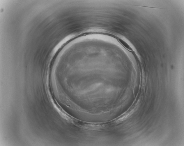 X0000087541245200705112048