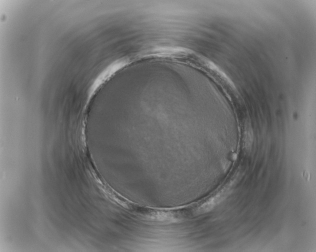 X0000087541362200705112046
