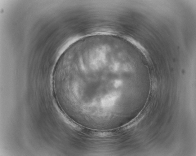 X0000087541423200705112045