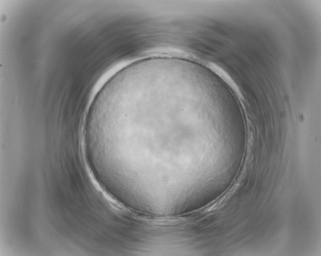 X0000087541440200705112045