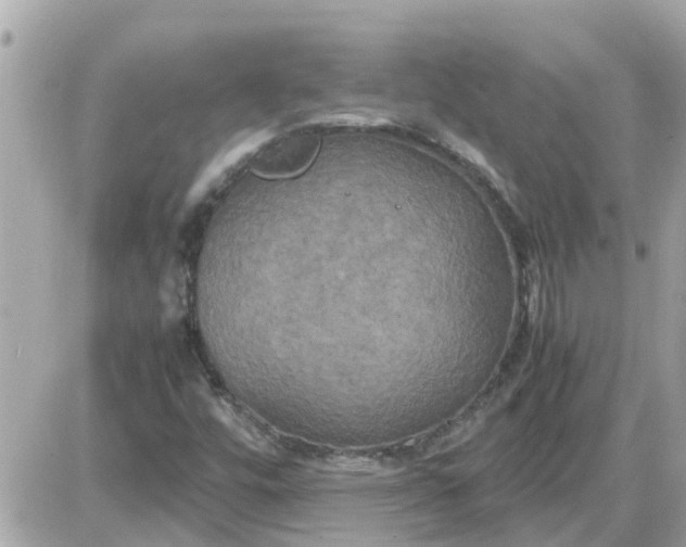 X0000087541448200705112044