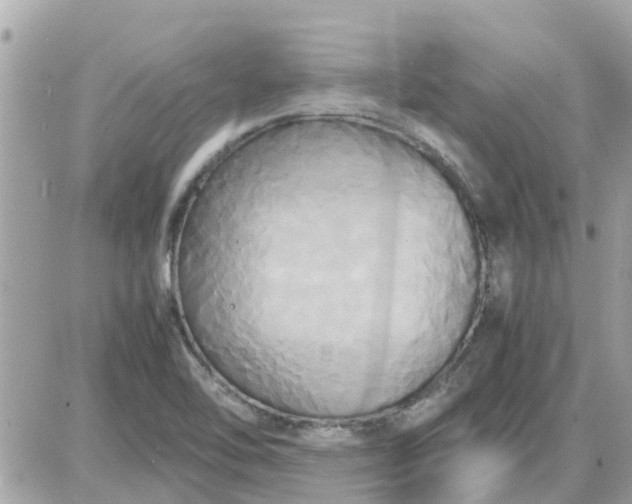 X0000087541462200705112044