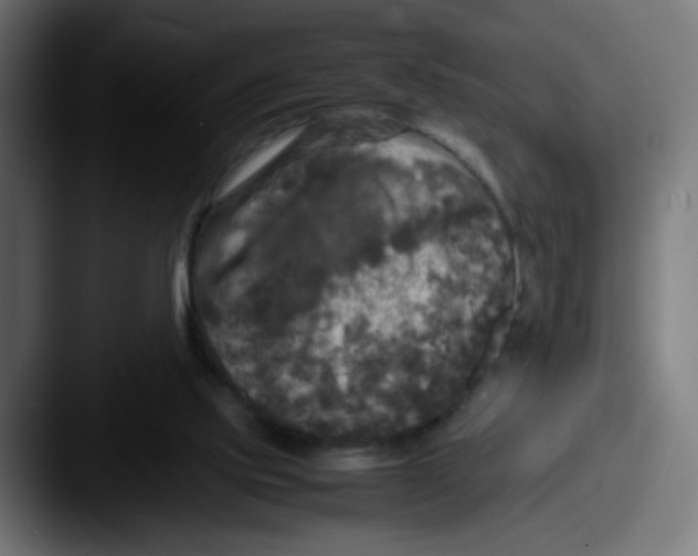 X0000087540061200705181056