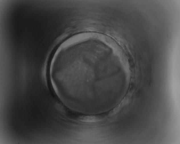 X0000087540104200705181056