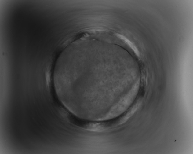 X0000087540117200705181055