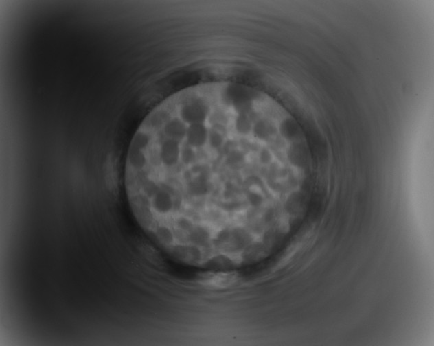 X0000087540135200705181055