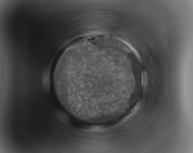 X0000087540204200705181054