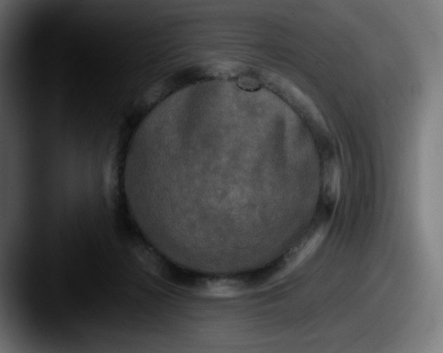 X0000087540268200705181054