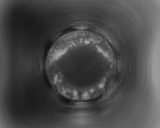 X0000087540371200705181053