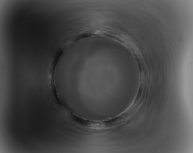 X0000087540415200705181052