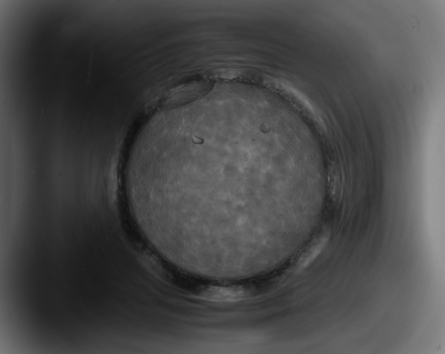 X0000087540455200705181051