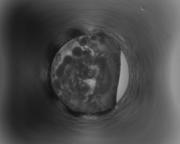 X0000087540515200705181051