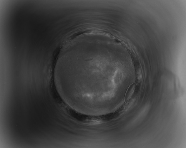 X0000087540559200705181050